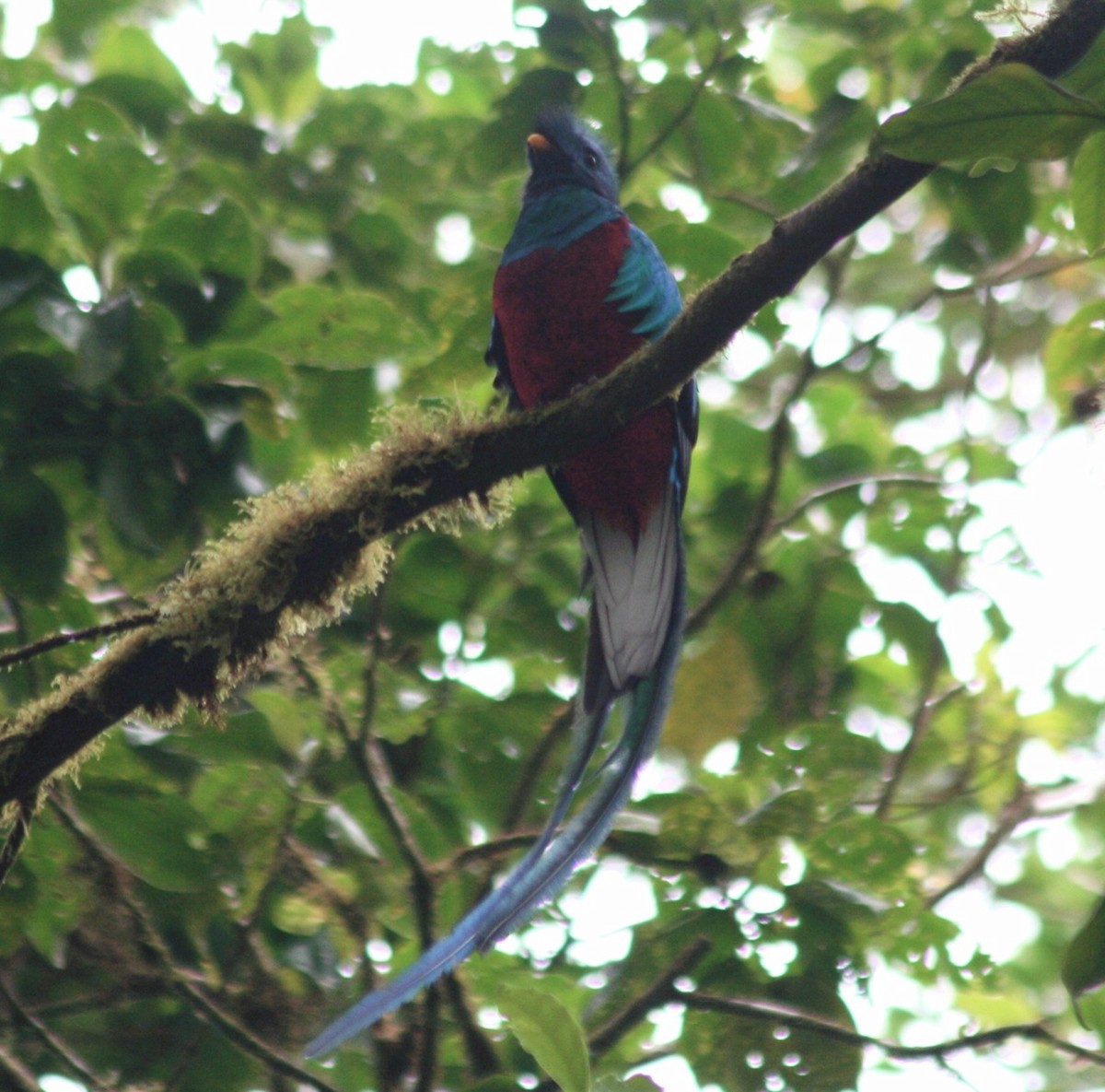 Quetzal resplendissant - ML82020571