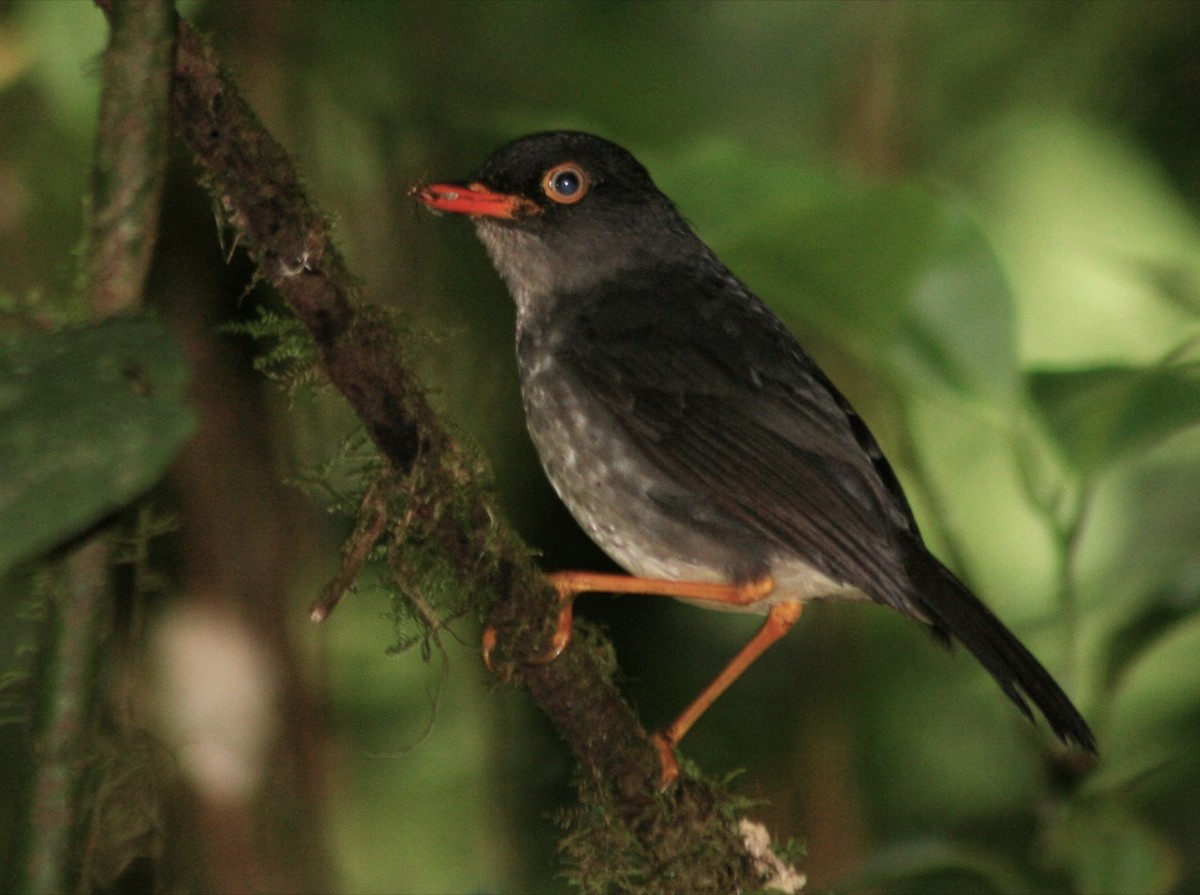 Slaty-backed Nightingale-Thrush - ML82020641