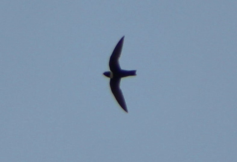 White-collared Swift - Matías Garrido 🐧