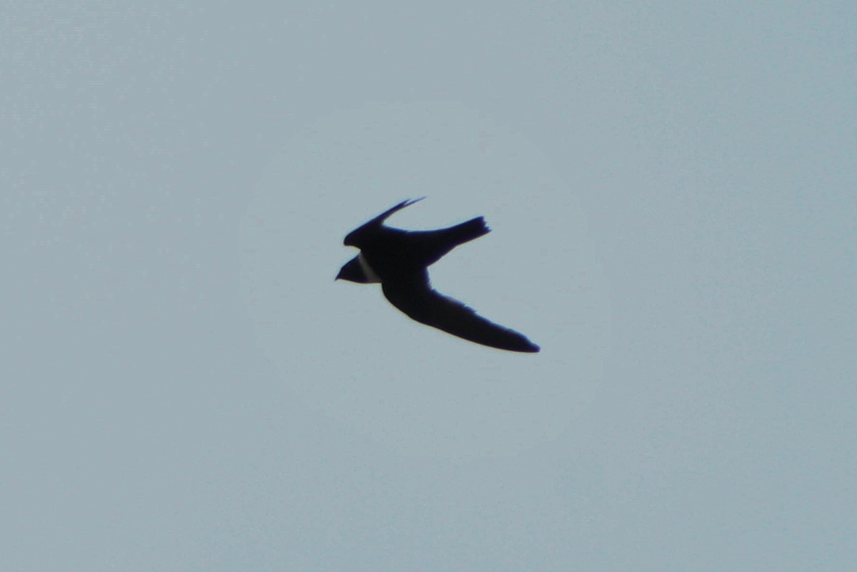 White-collared Swift - Matías Garrido 🐧