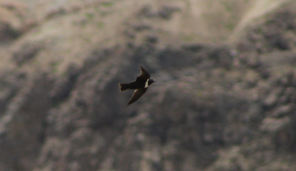 White-collared Swift - ML82021071