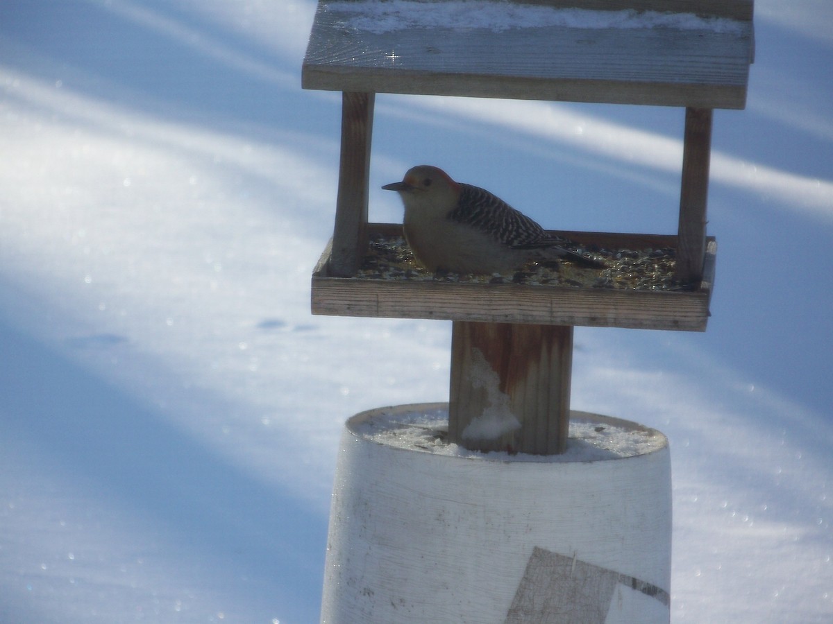 Red-bellied Woodpecker - Lucius McIntire