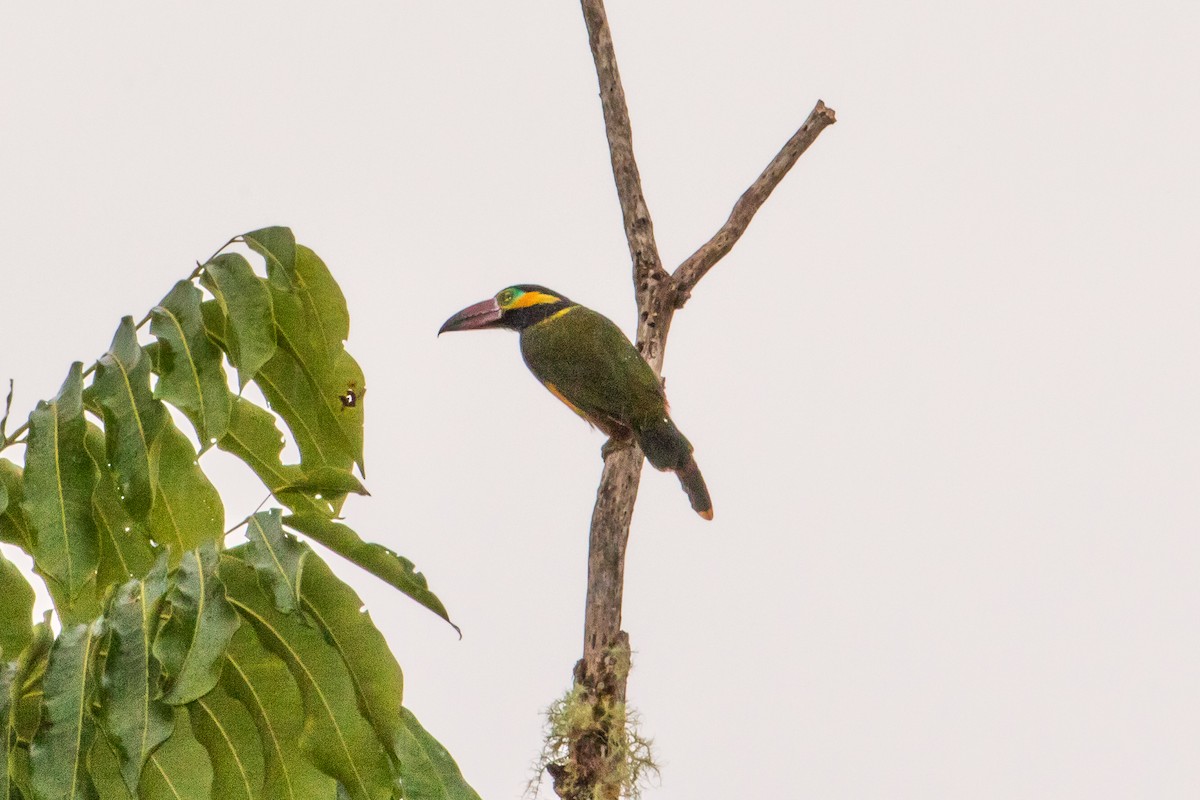 Golden-collared Toucanet - graichen & recer