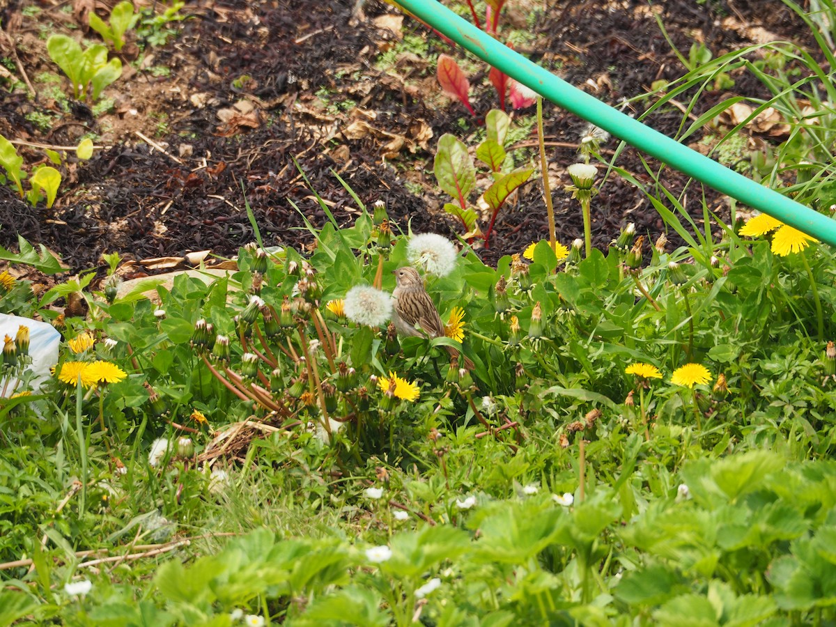 Brewer's Sparrow - ML82022491