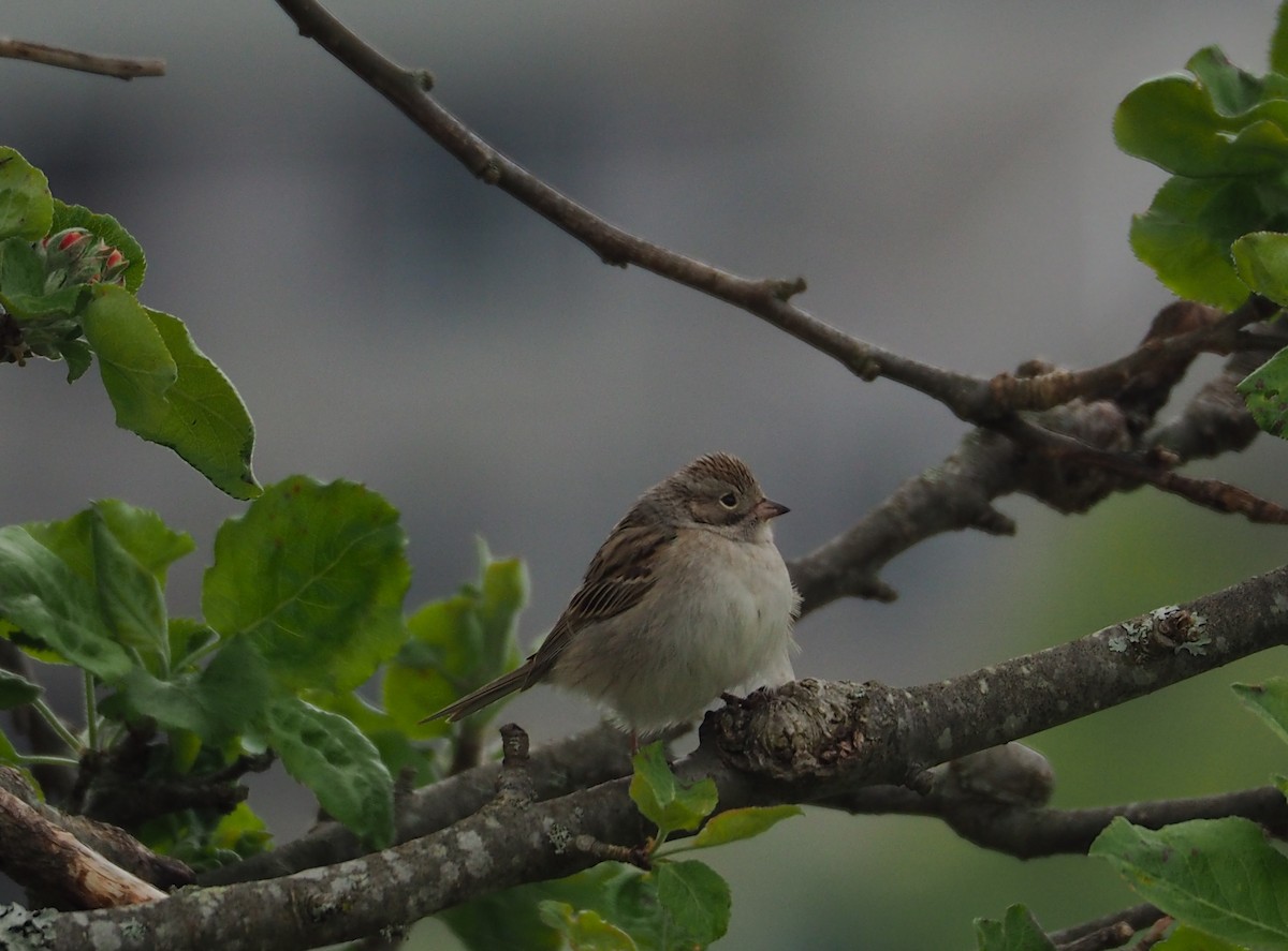 Brewer's Sparrow - ML82022511