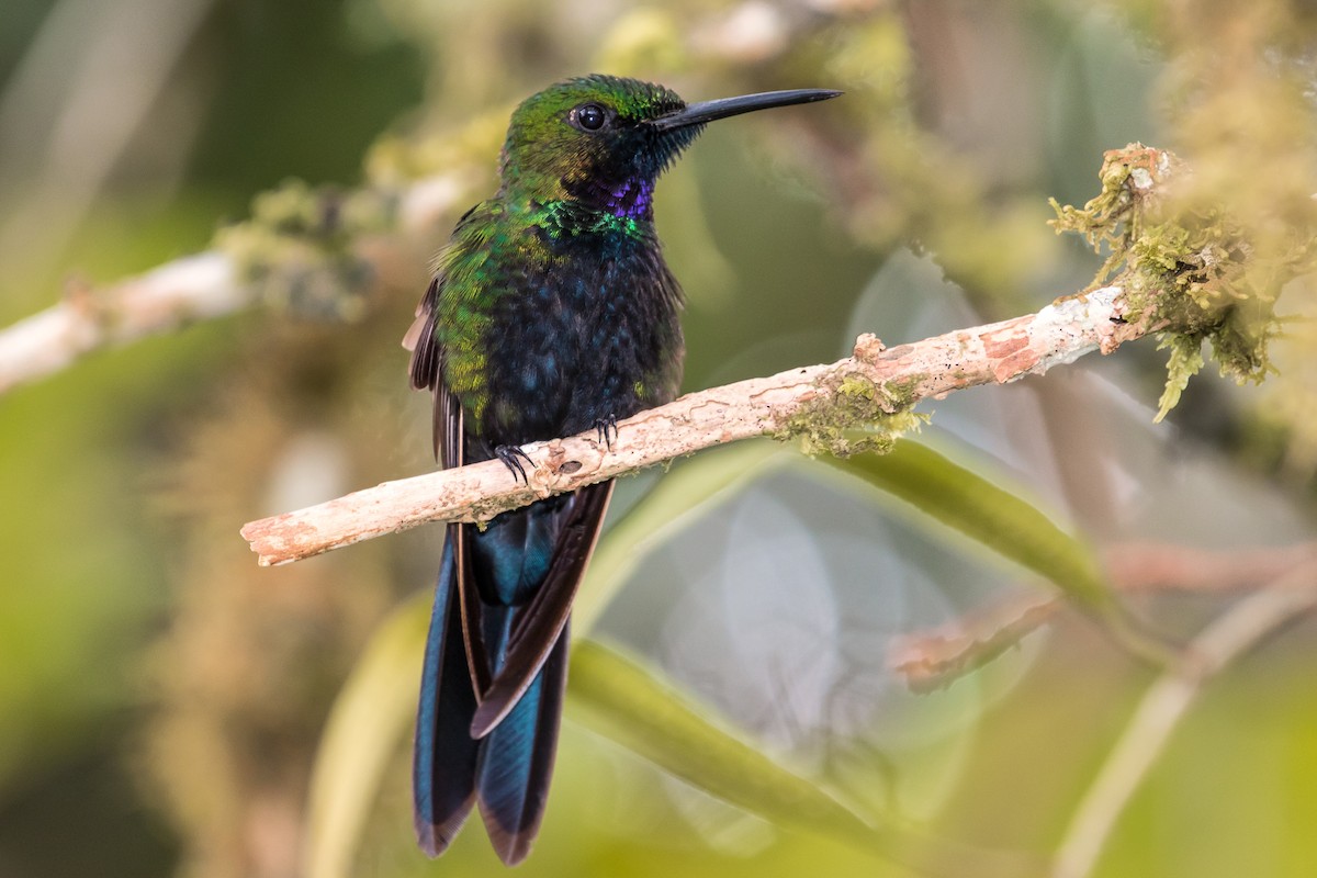 kolibřík zelenoprsý - ML82022531