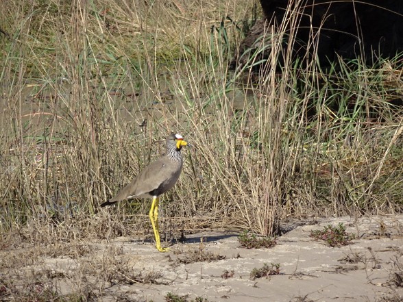 Wattled Lapwing - T I