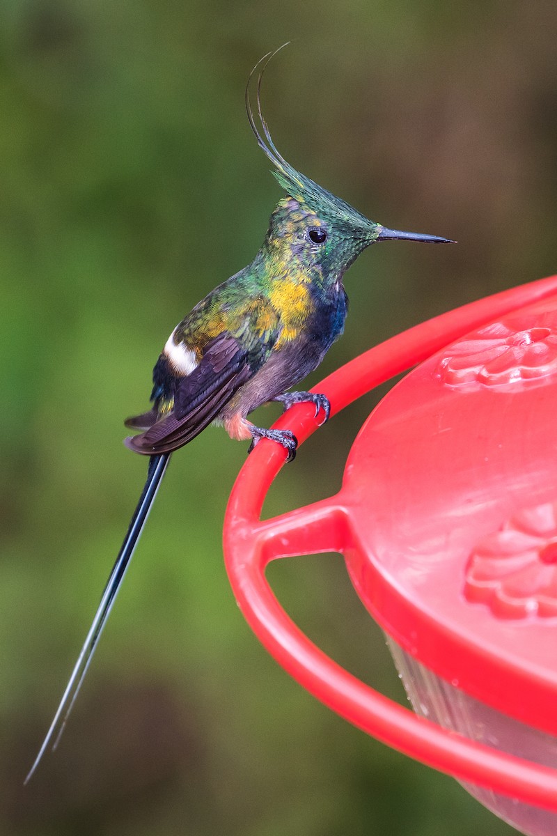 kolibřík ostrochocholatý - ML82022741