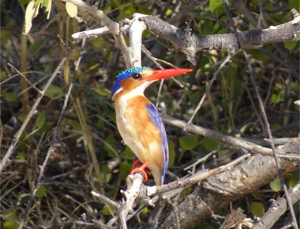 Malachite Kingfisher - ML82022761