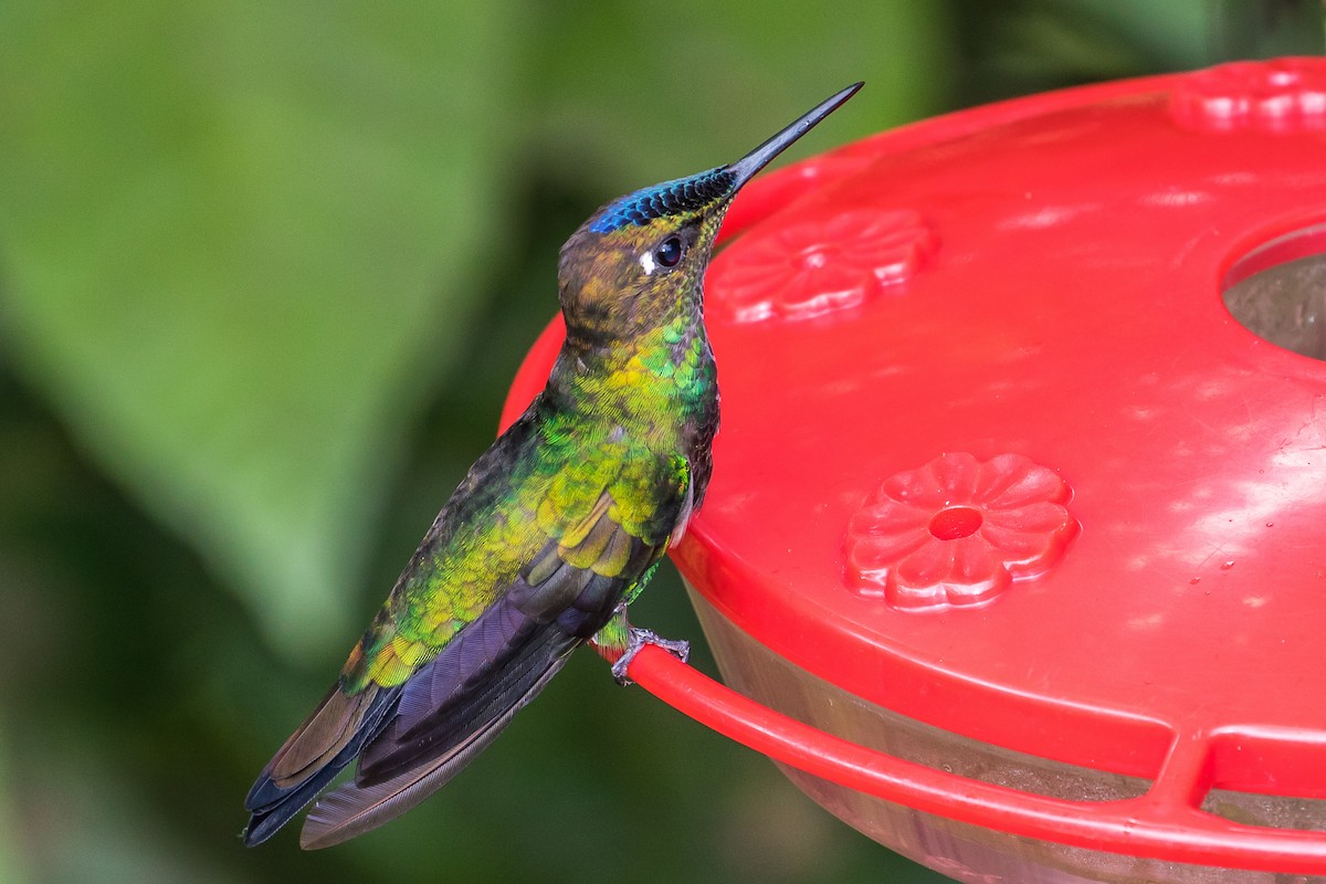 kolibřík fialovočelý - ML82022881