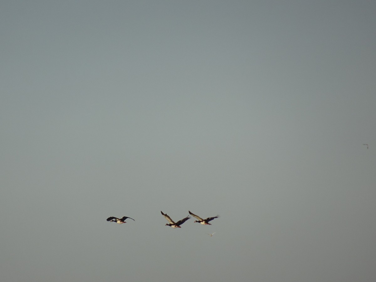 Egyptian Goose - ML82023051