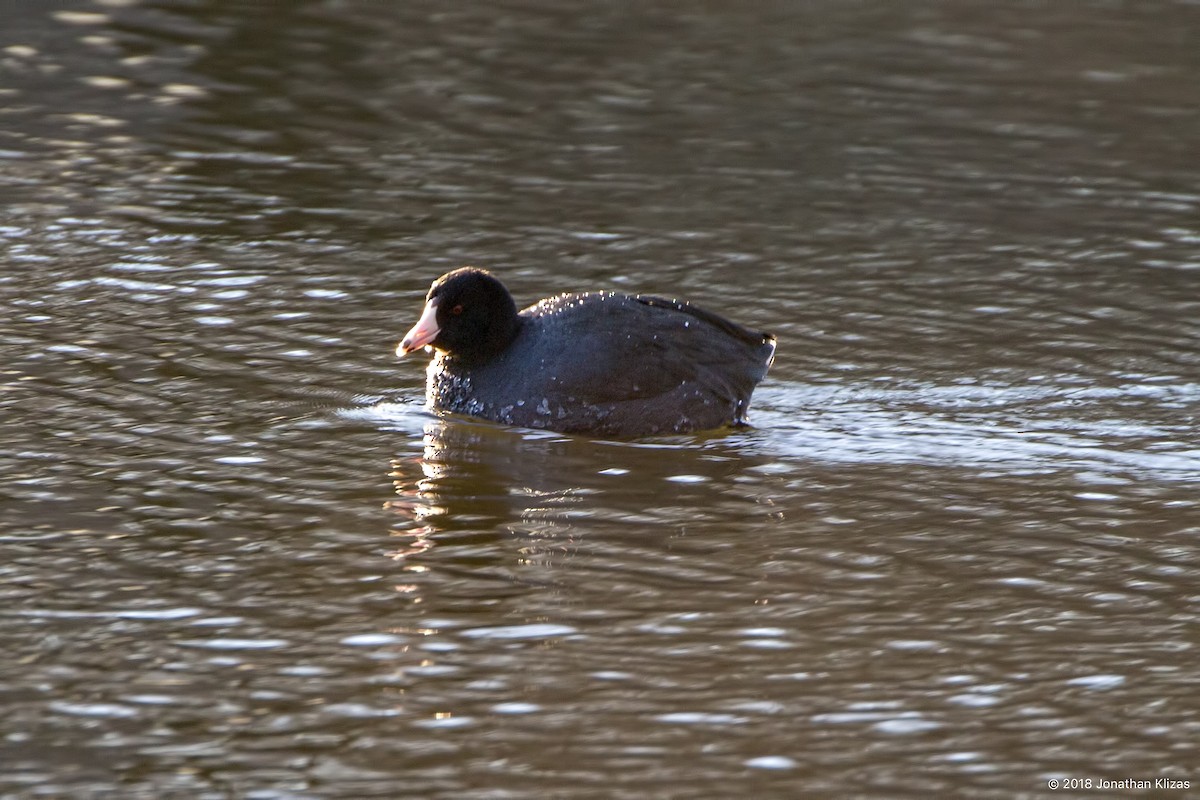 American Coot - ML82025071