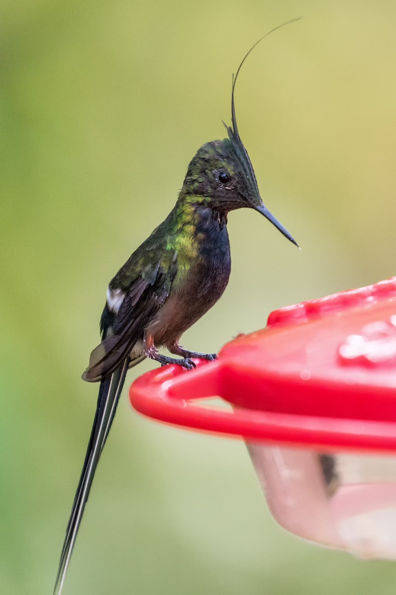 kolibřík ostrochocholatý - ML82025801
