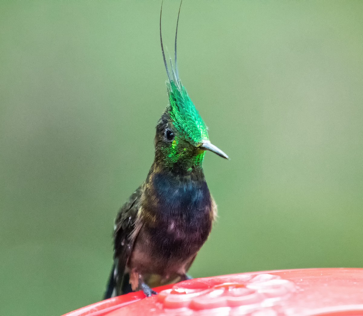 kolibřík ostrochocholatý - ML82025811