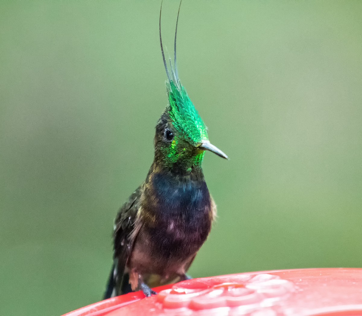 Wire-crested Thorntail - graichen & recer