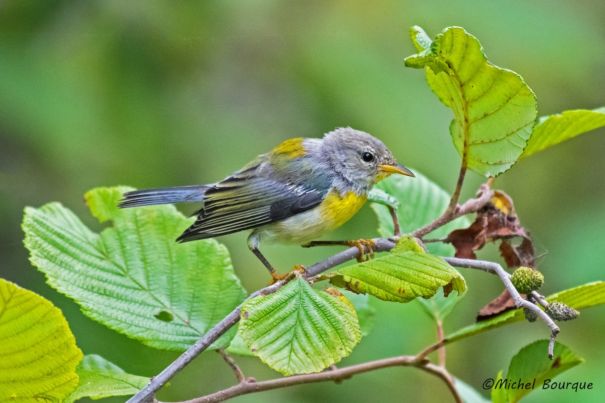 Northern Parula - ML82026321