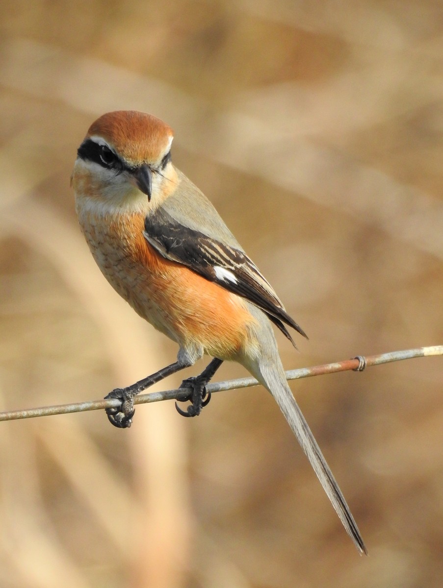 Bull-headed Shrike - ML82026581