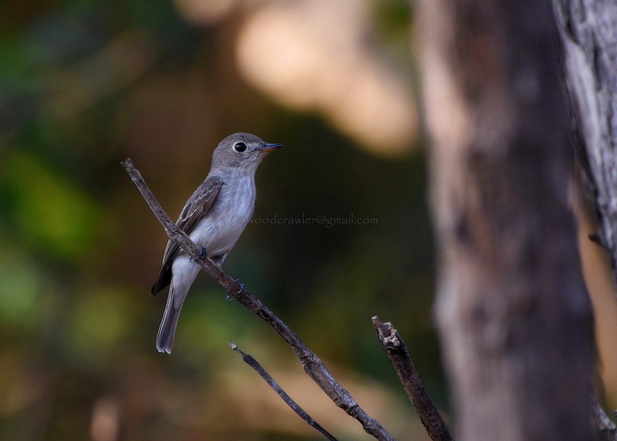 Asian Brown Flycatcher - ML82027011