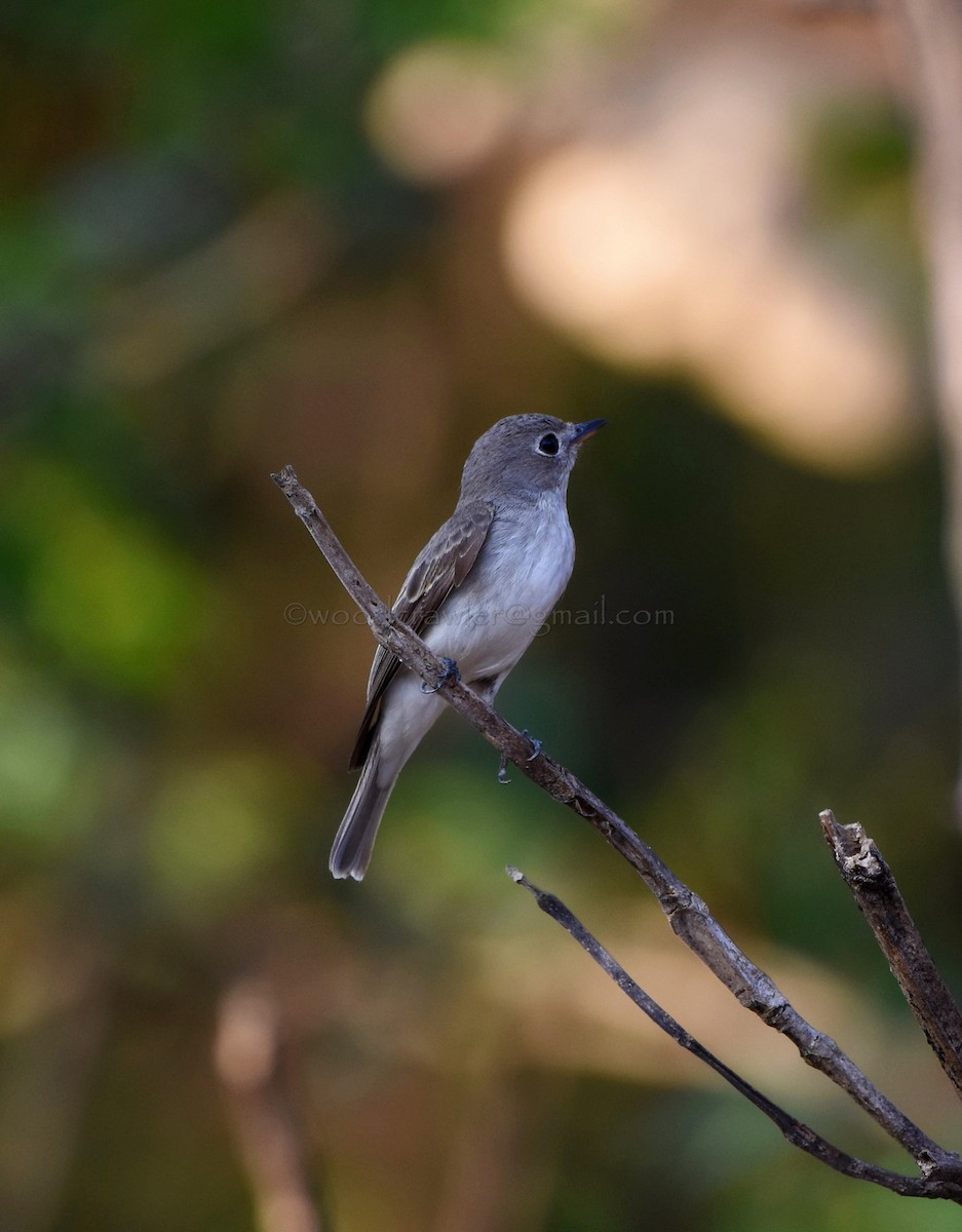 Asian Brown Flycatcher - ML82027081