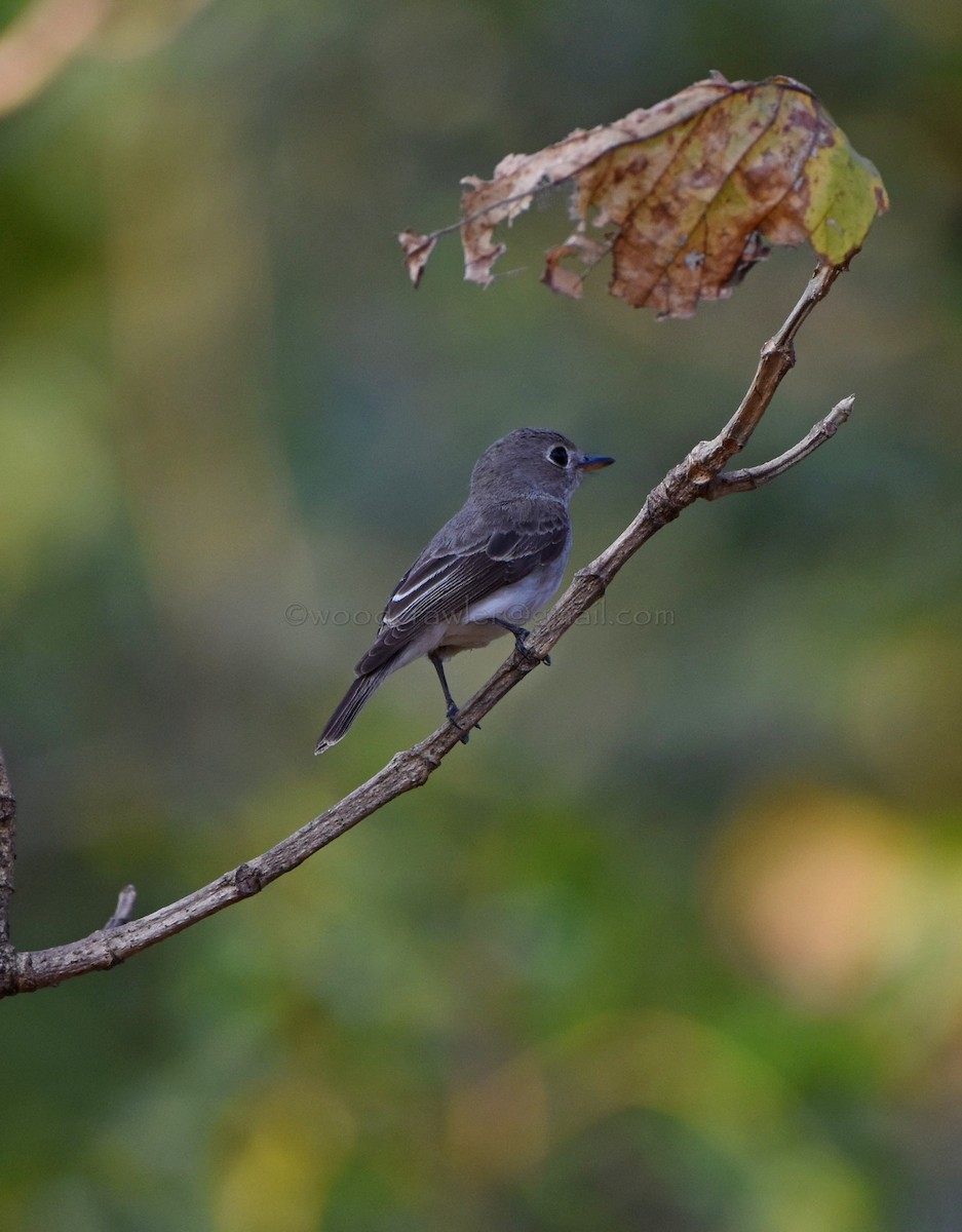 Asian Brown Flycatcher - ML82027091