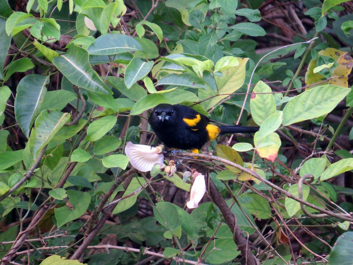 Cuban Oriole - ML82027161