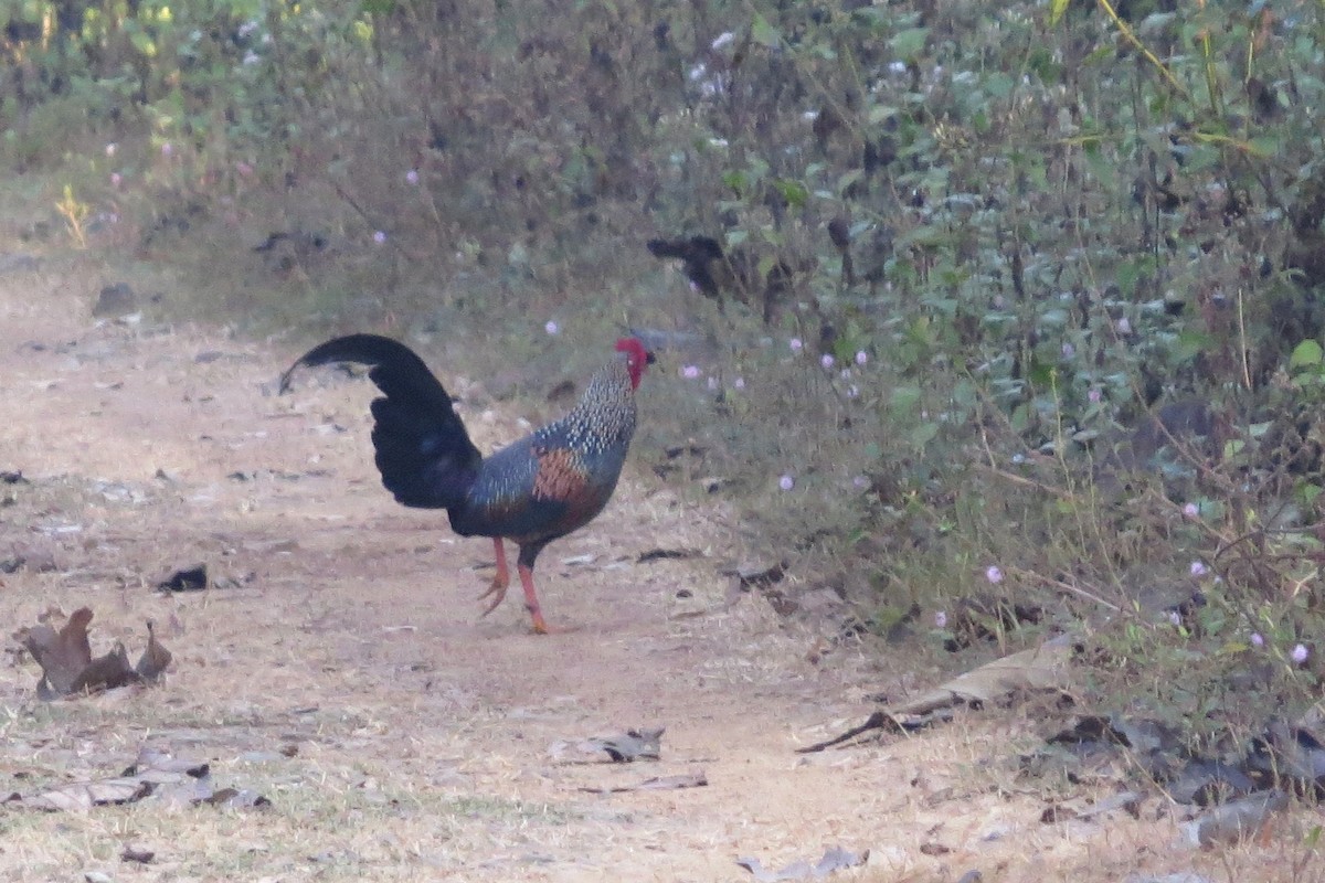 Gray Junglefowl - ML82030081