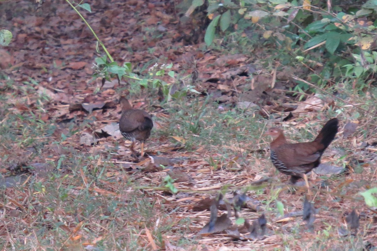 Gray Junglefowl - ML82030151