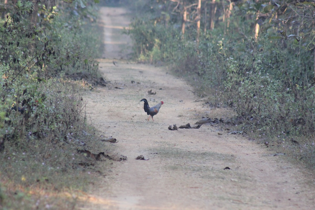 Gray Junglefowl - ML82030681