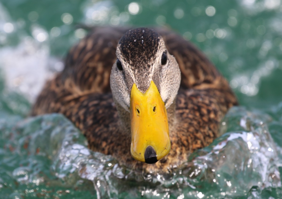 Mexican Duck - Matthew Grube