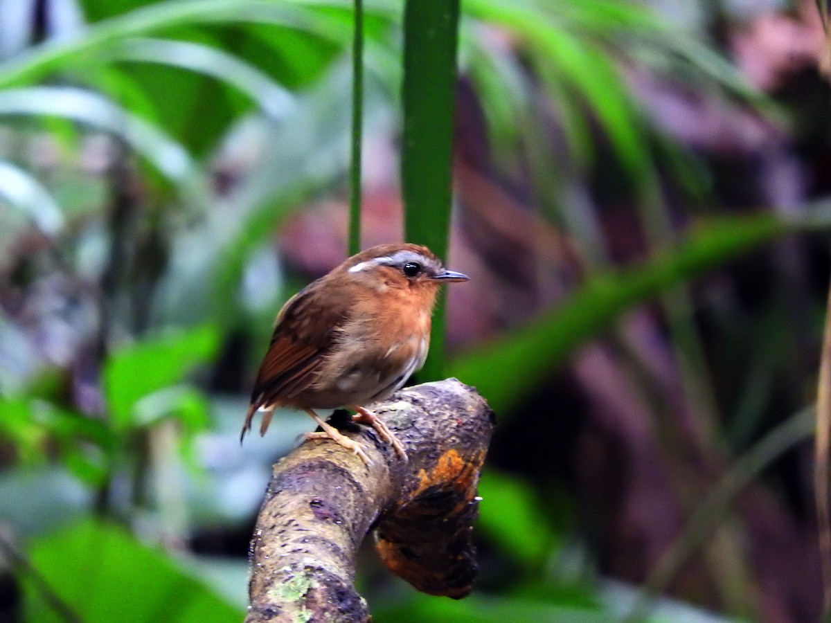 Rufous Gnateater - ML82033171