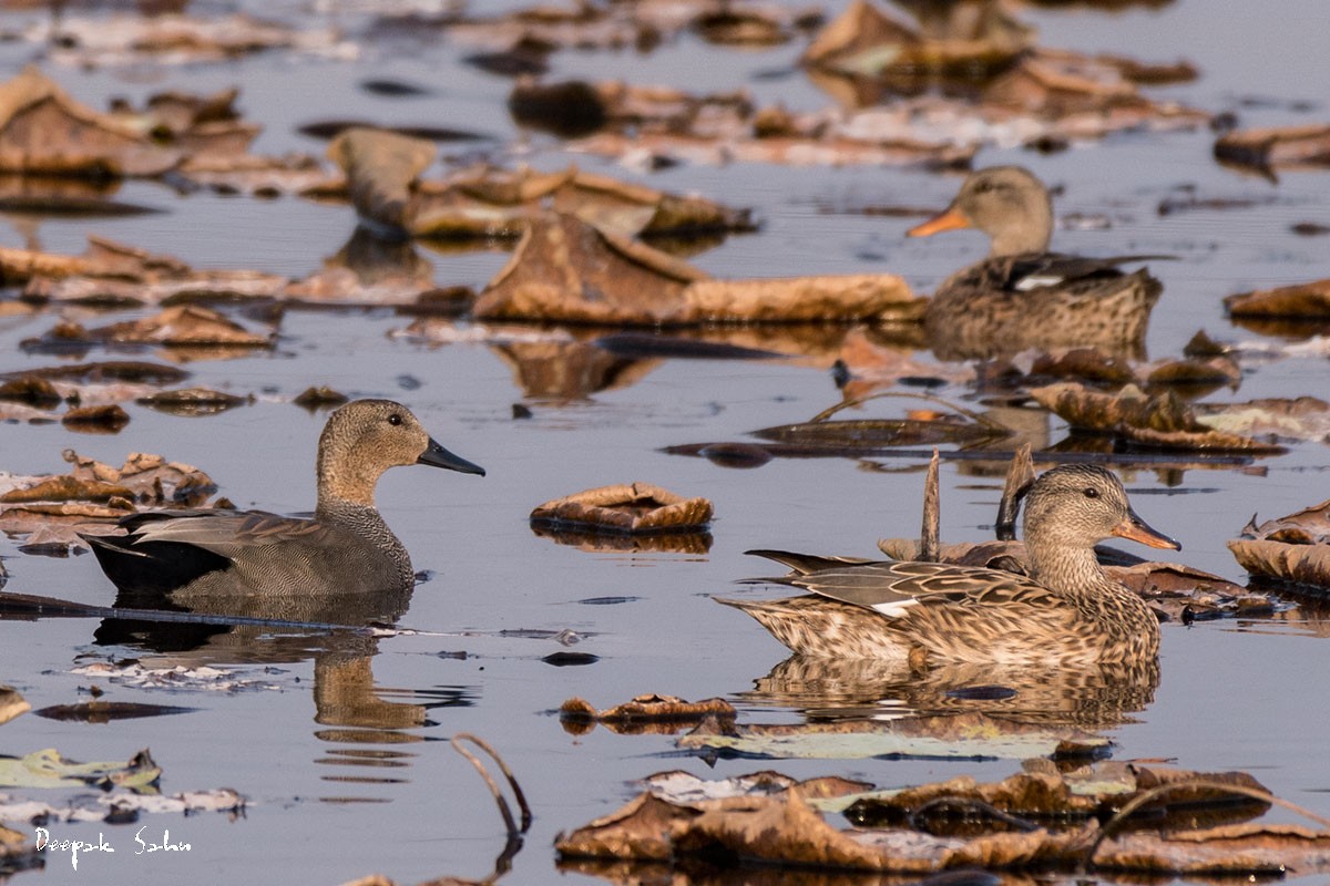 Gadwall - ML82033681