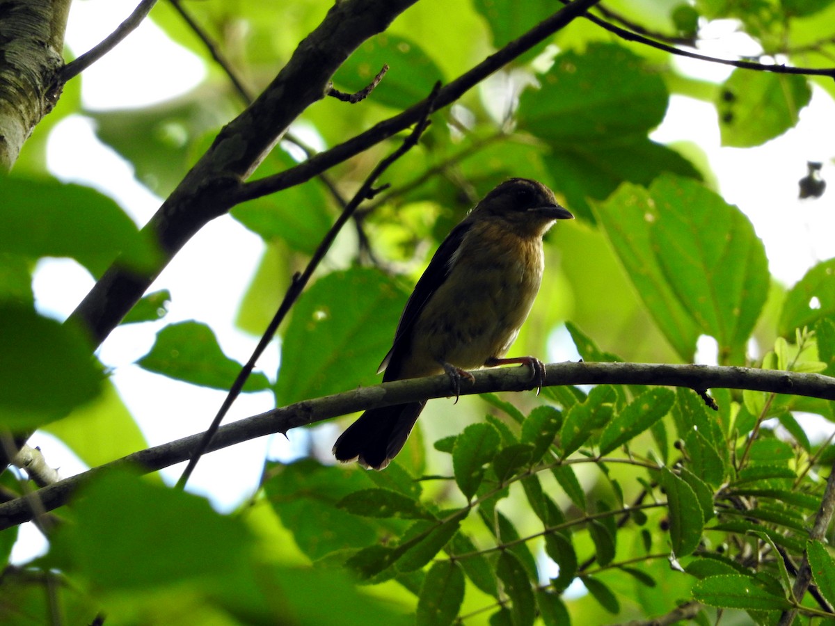 Black-goggled Tanager - ML82034851