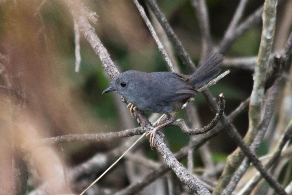 Brasilia Tapaculo - João Vitor Andriola