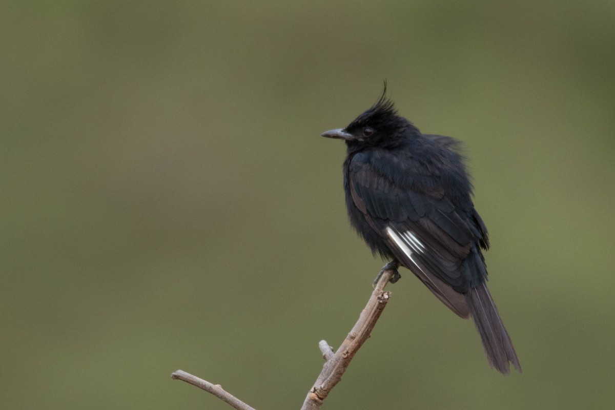 Crested Black-Tyrant - João Vitor Andriola