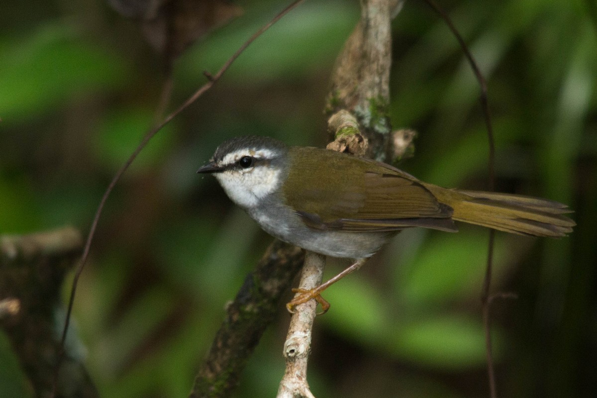 White-striped Warbler - João Vitor Andriola