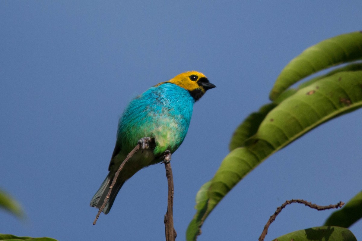 Gilt-edged Tanager - João Vitor Andriola