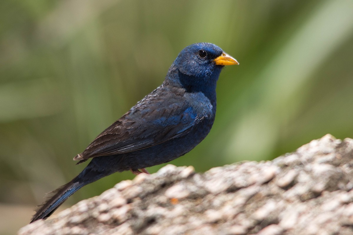 Blue Finch - ML82037891