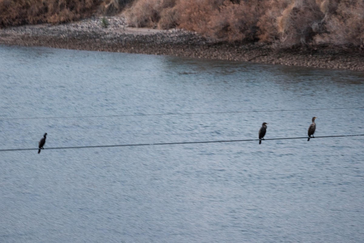 Neotropic Cormorant - ML82038361