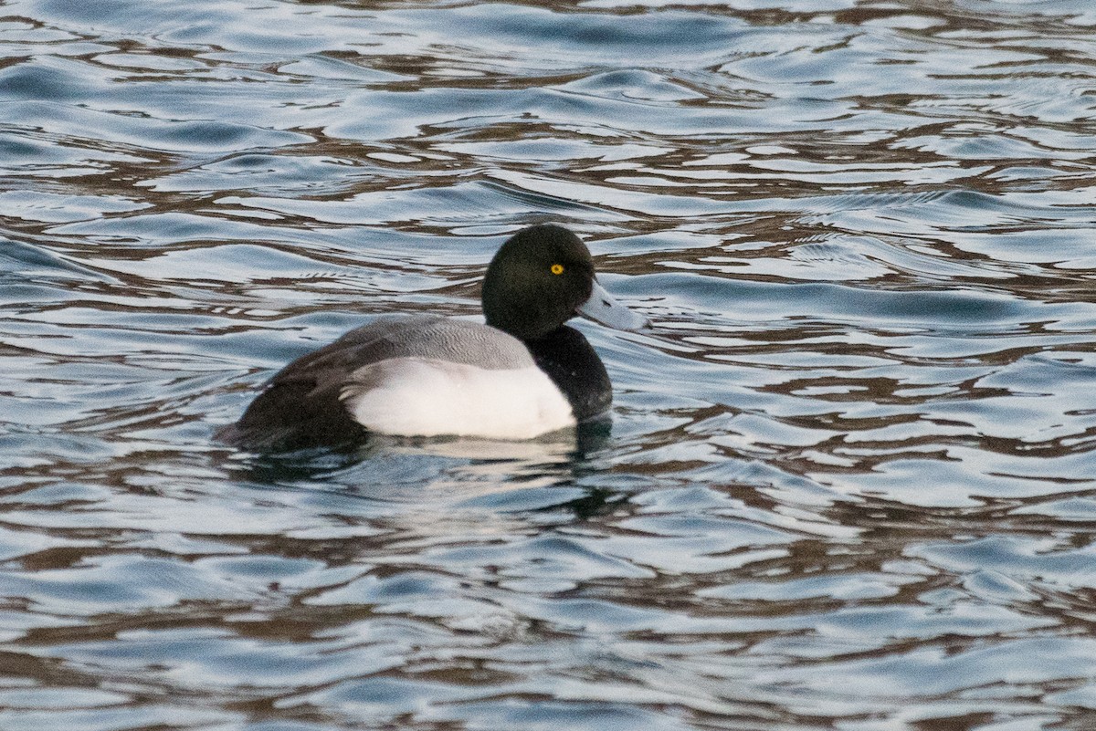 Greater Scaup - ML82038741