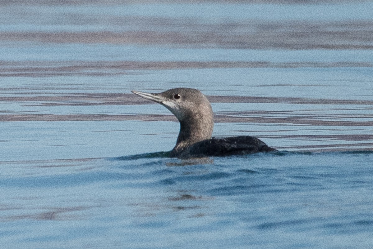 Red-throated Loon - ML82039631