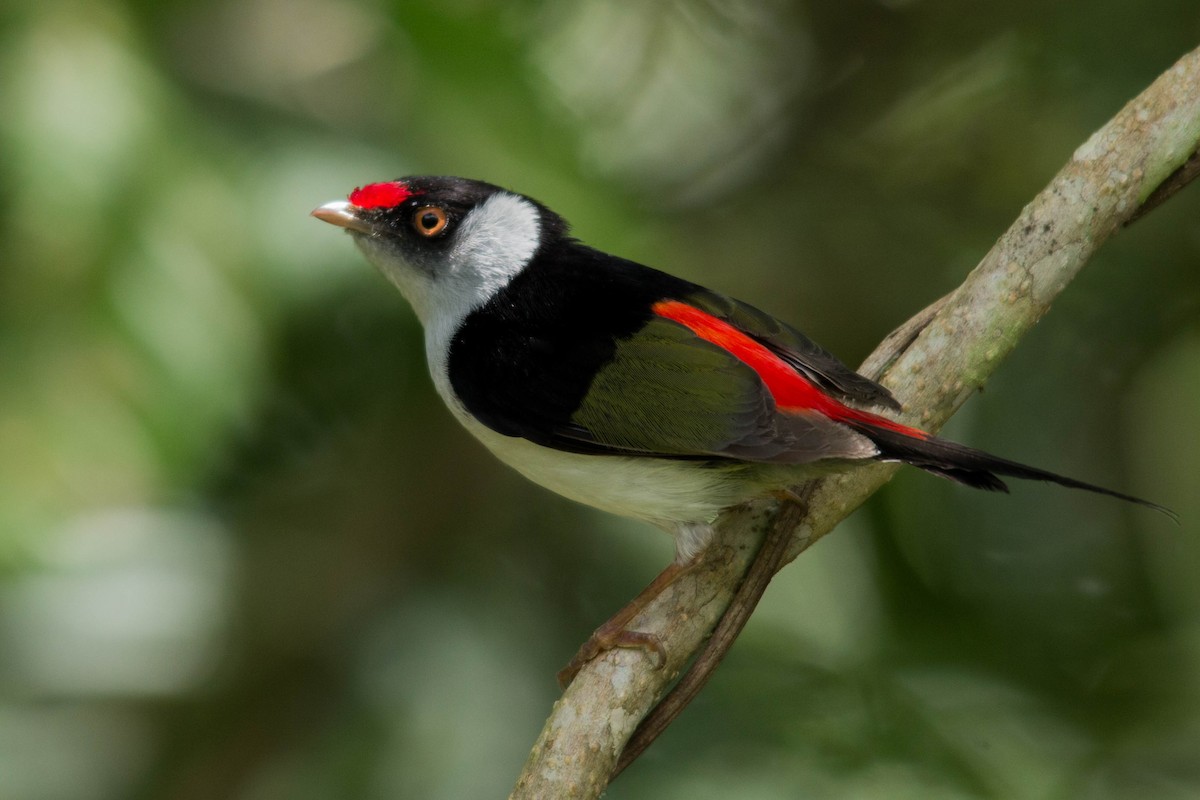 Pin-tailed Manakin - João Vitor Andriola