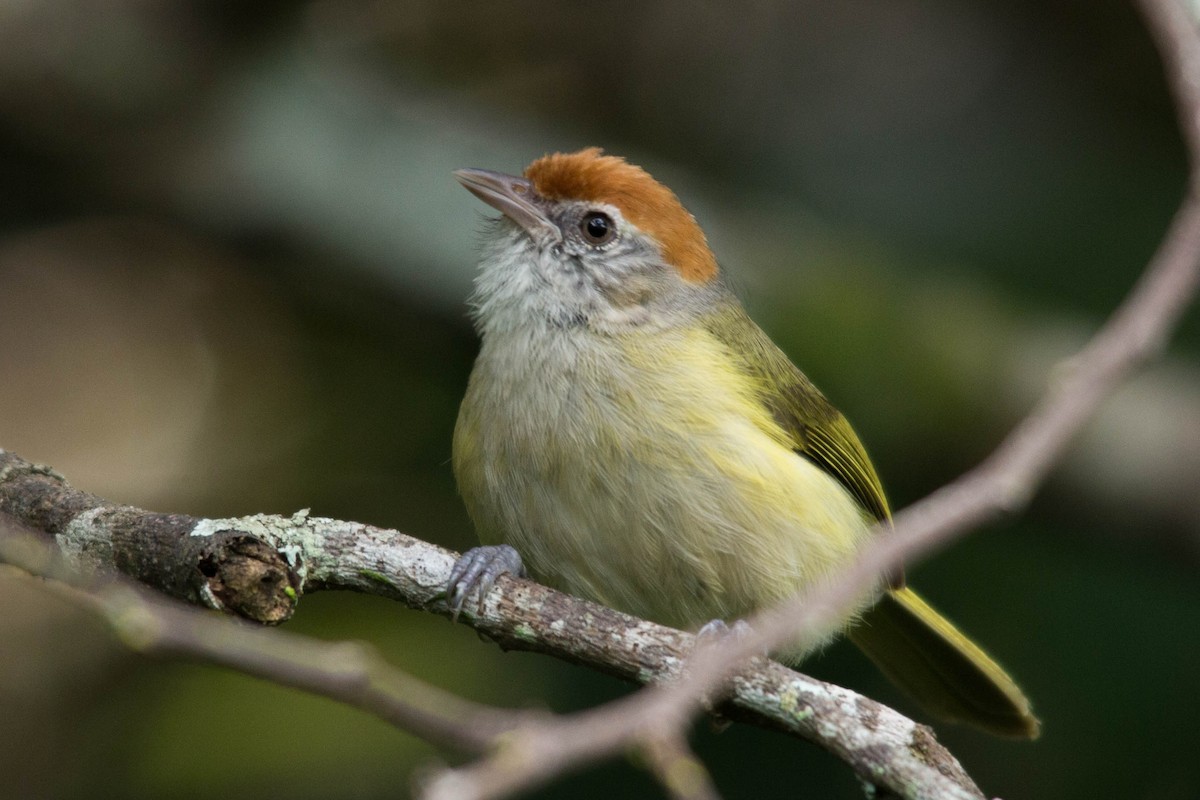 Gray-eyed Greenlet - João Vitor Andriola