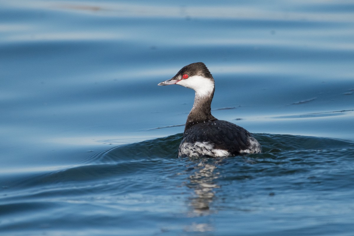 Horned Grebe - ML82039991