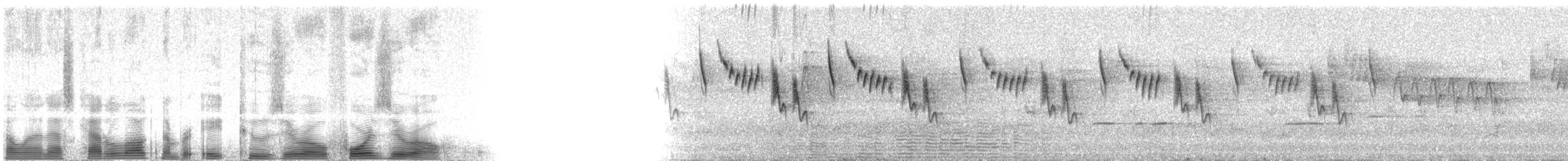 Spotted Scrubwren - ML82040