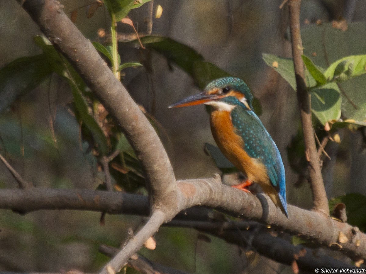Common Kingfisher - Shekar Vishvanath