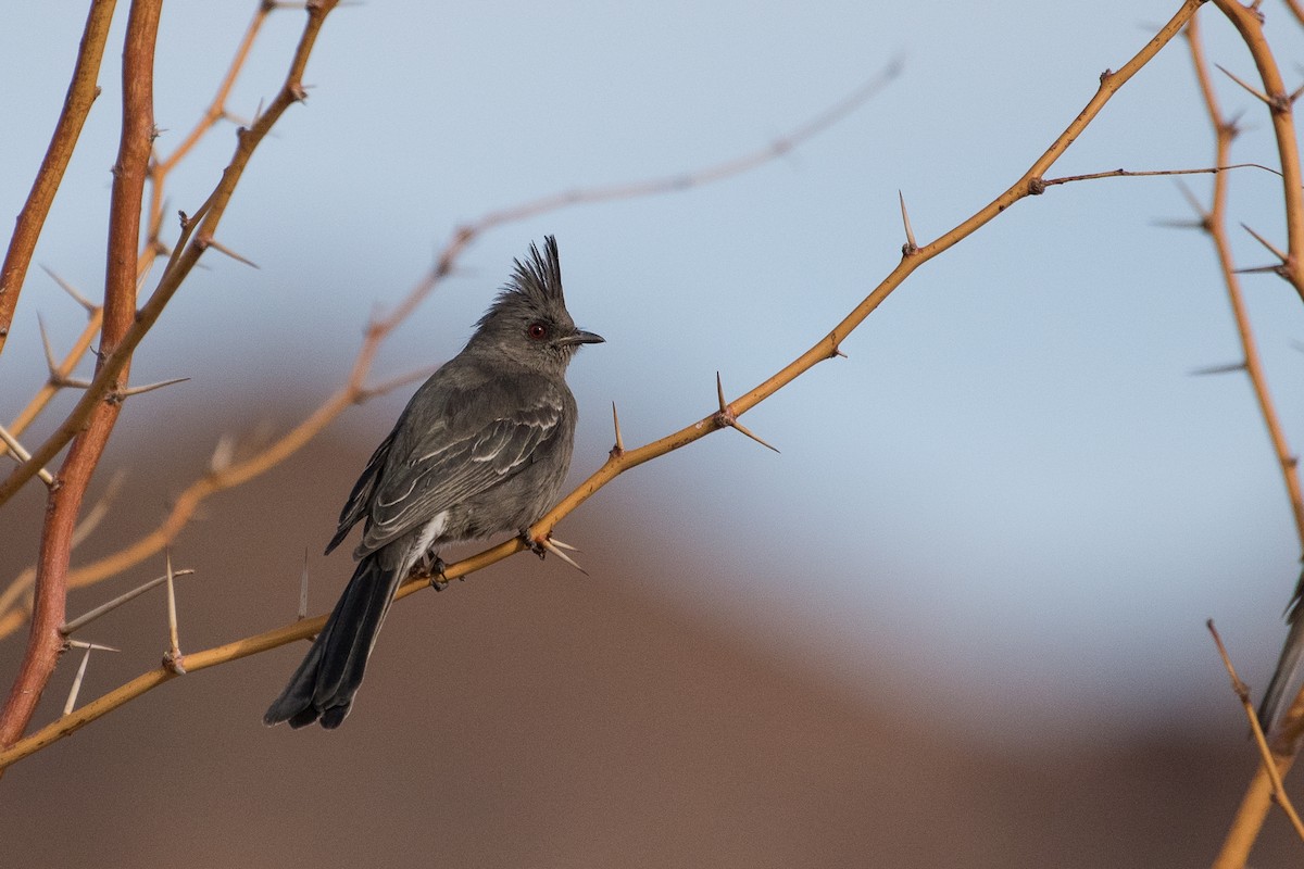 Phainopepla - ML82042281
