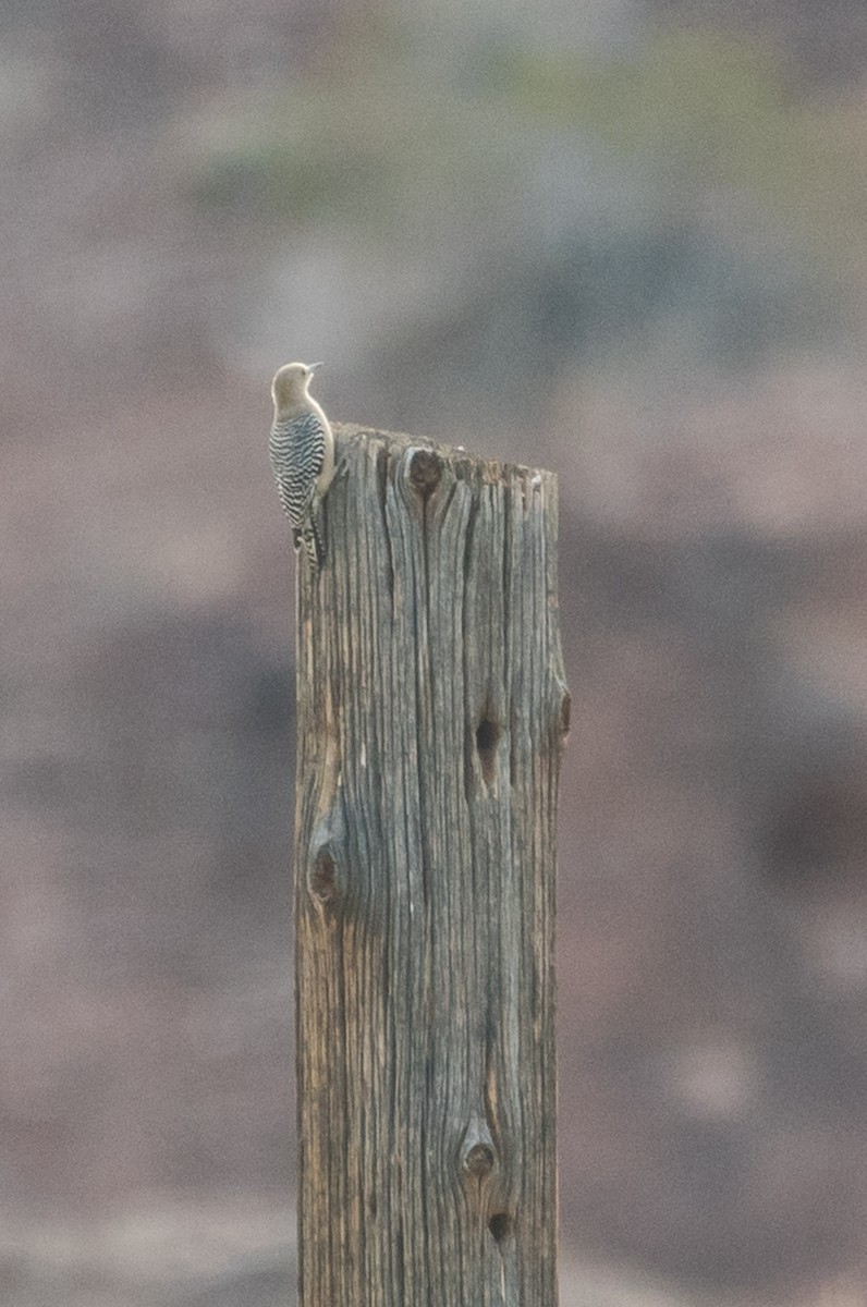 Pic des saguaros - ML82042701