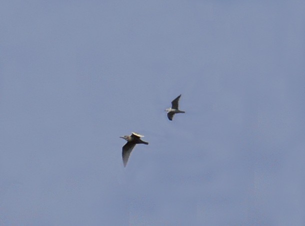 Glaucous Gull - ML82043121