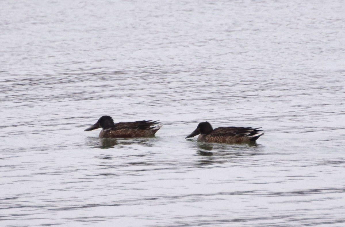 Northern Shoveler - ML82043401