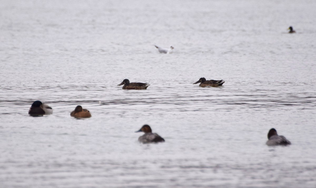 Northern Shoveler - ML82043421